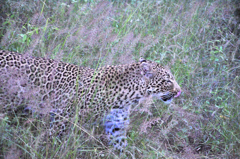 Melanie Heinrich - travel images - Lion Sands Private game reserver Hazyview